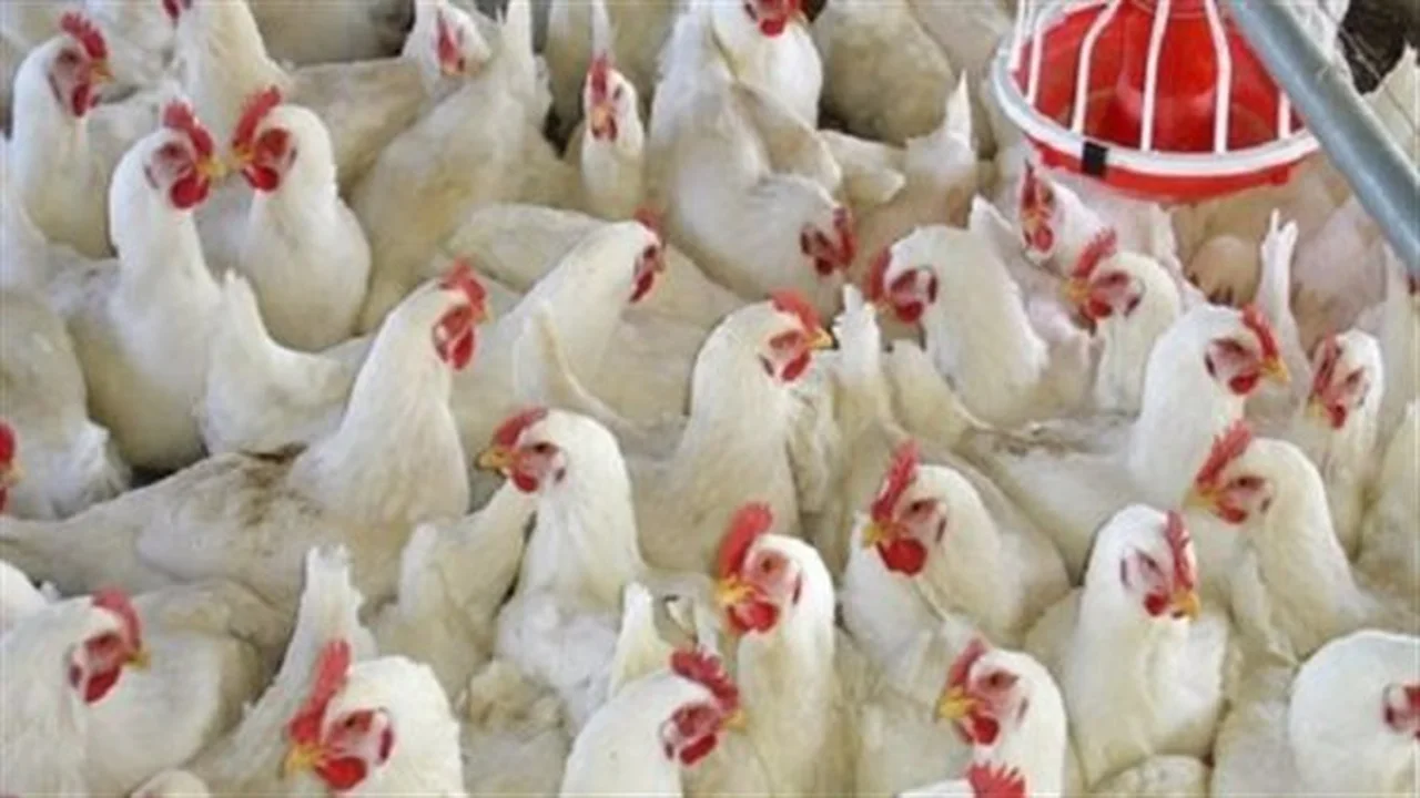 تغيرات الأسواق.. مؤشر أسعار الفراخ البلدي ومشتقات الدجاج الطازجة في مصر اليوم